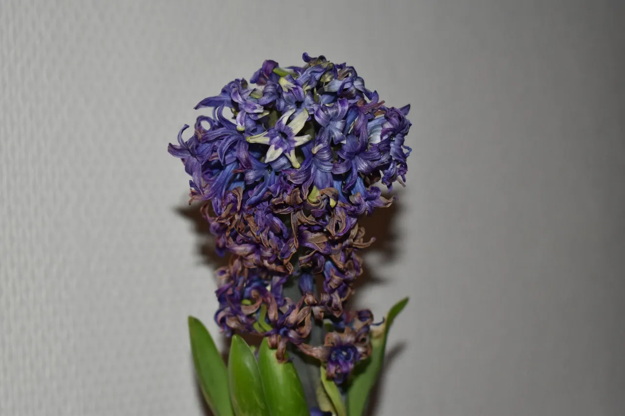 DSC_0094.JPG