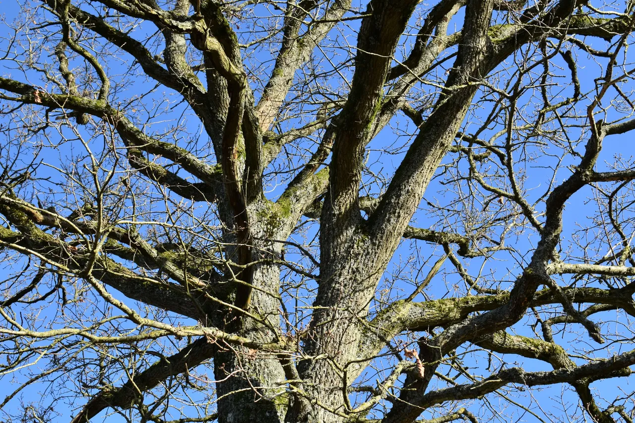 DSC_2688.JPG