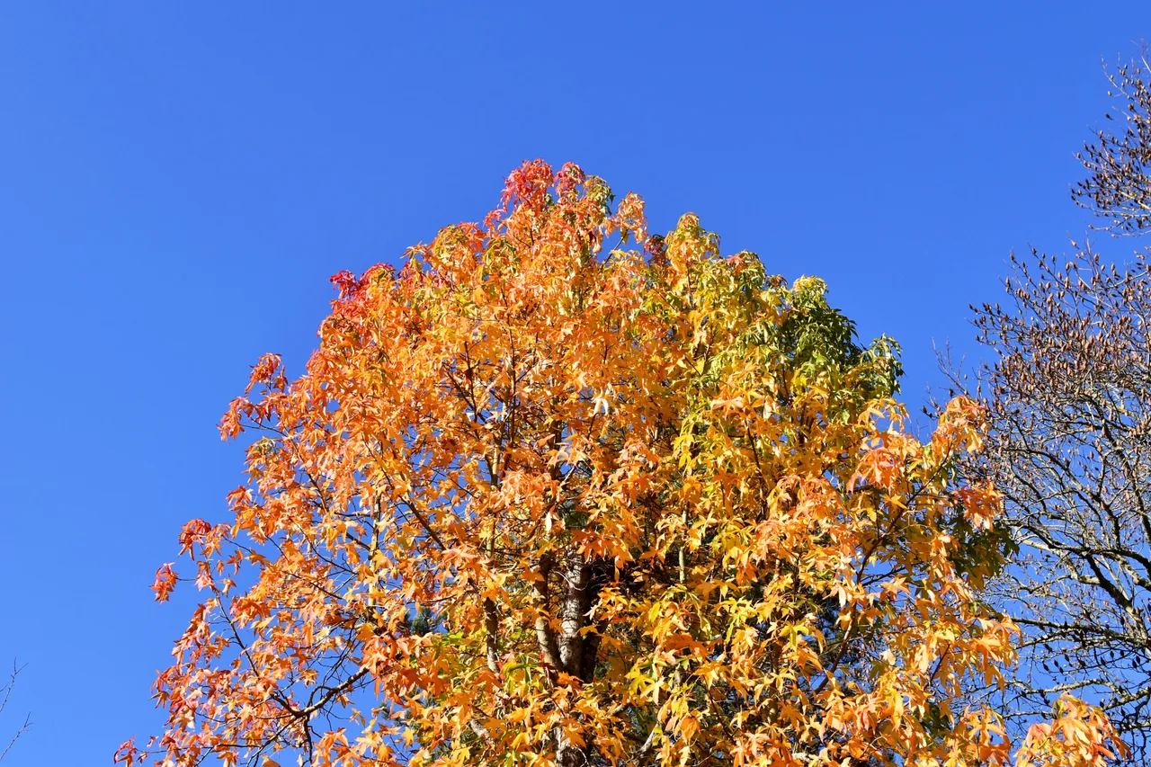 DSC_0874.JPG