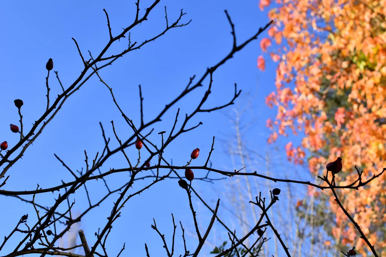 DSC_0879.JPG