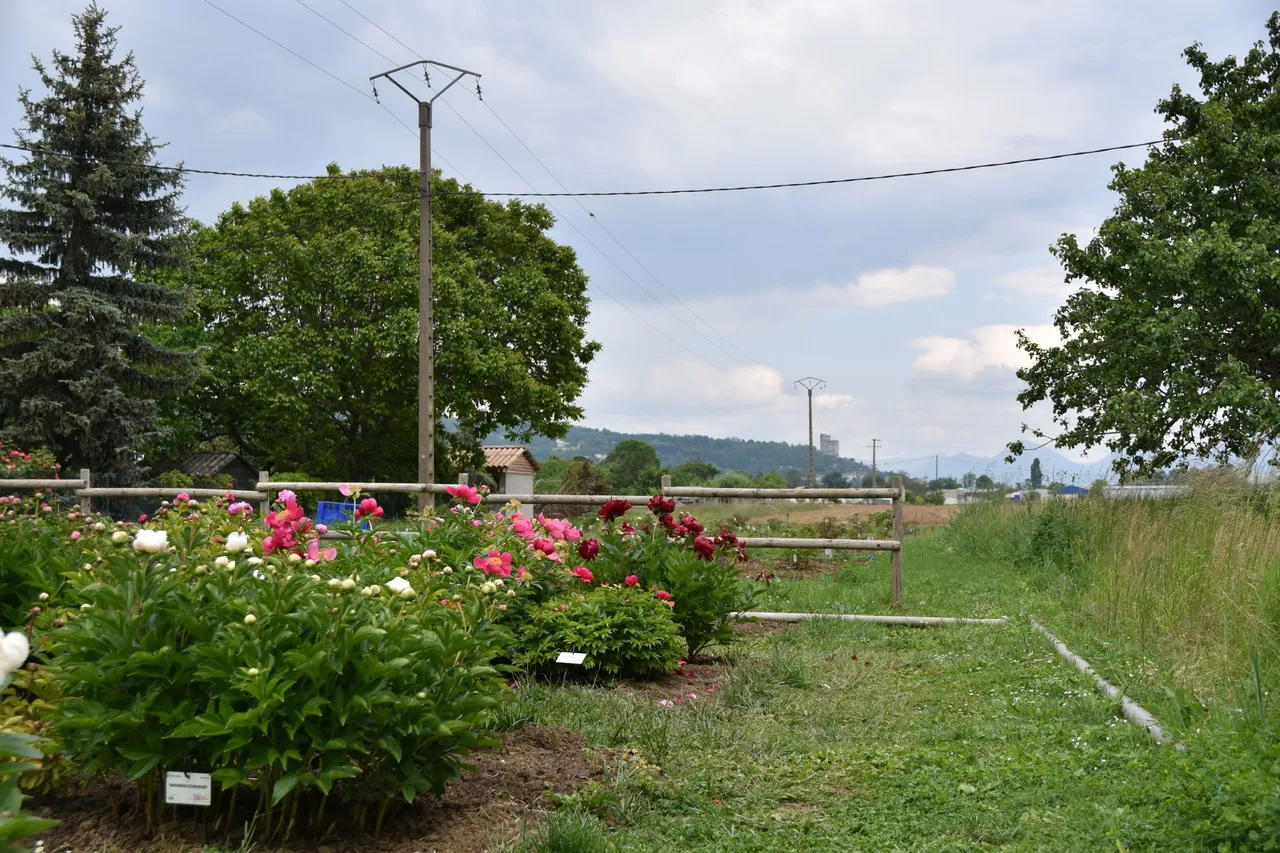 DSC_1420.JPG