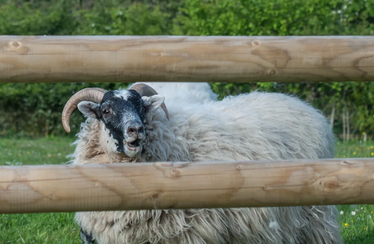 sheep-06.jpg