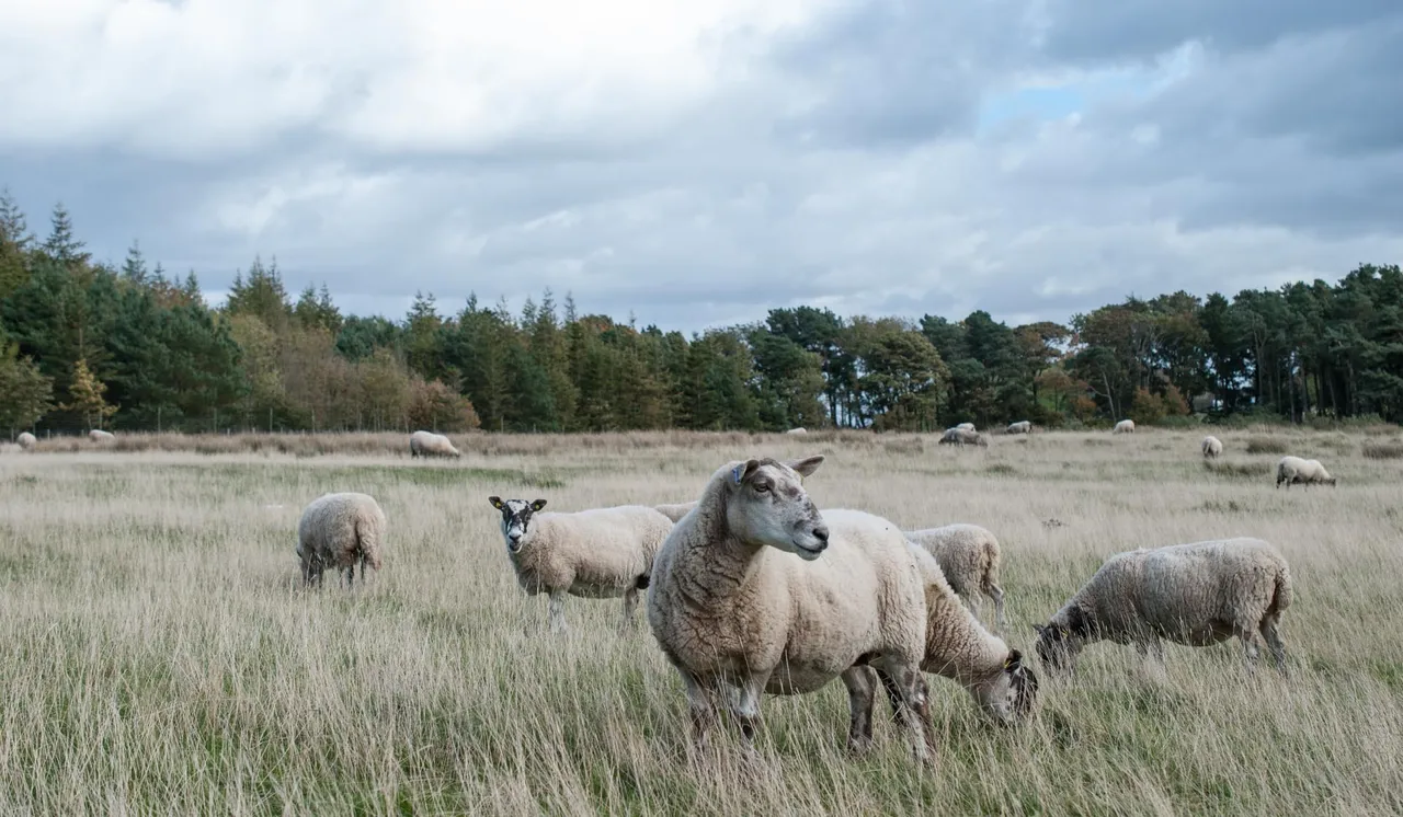 sheep-02.jpg