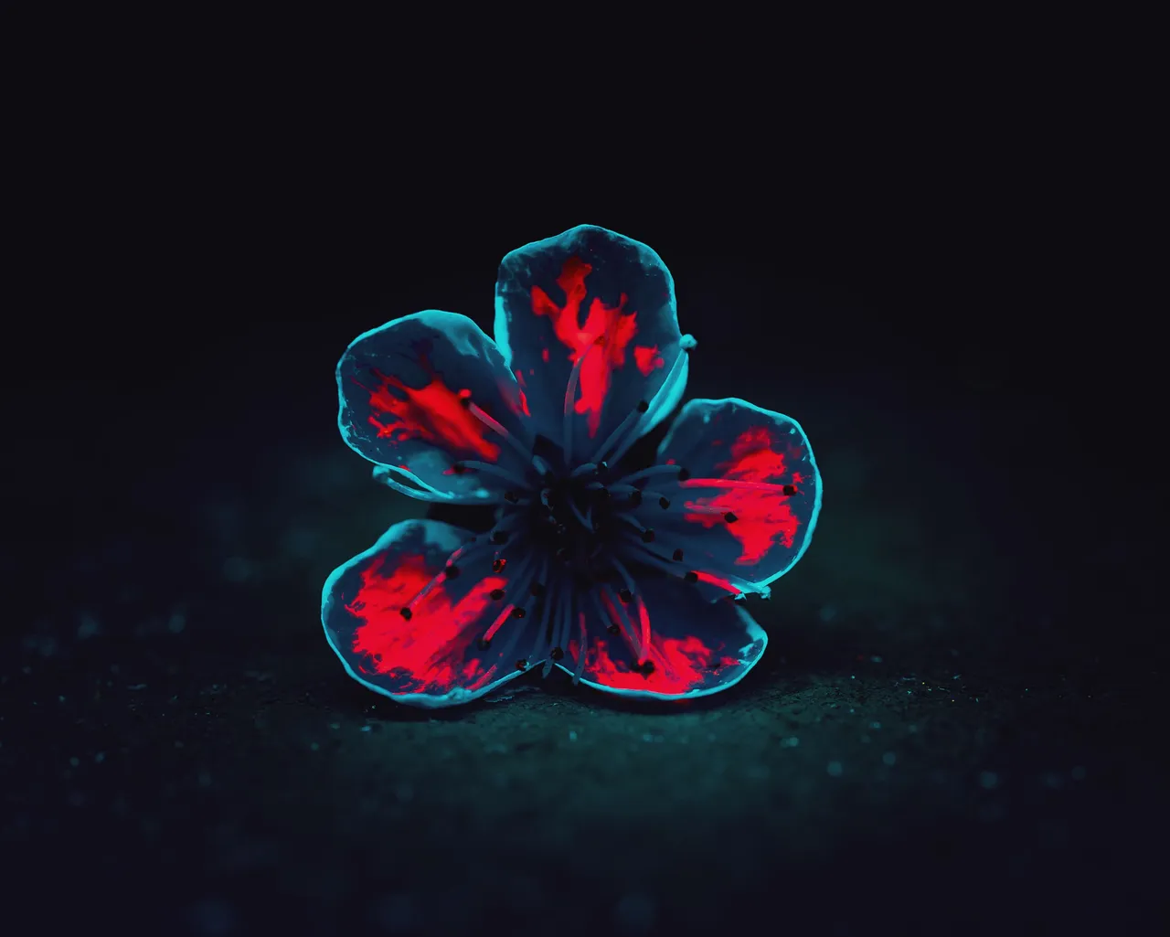 Flowers in the Dark