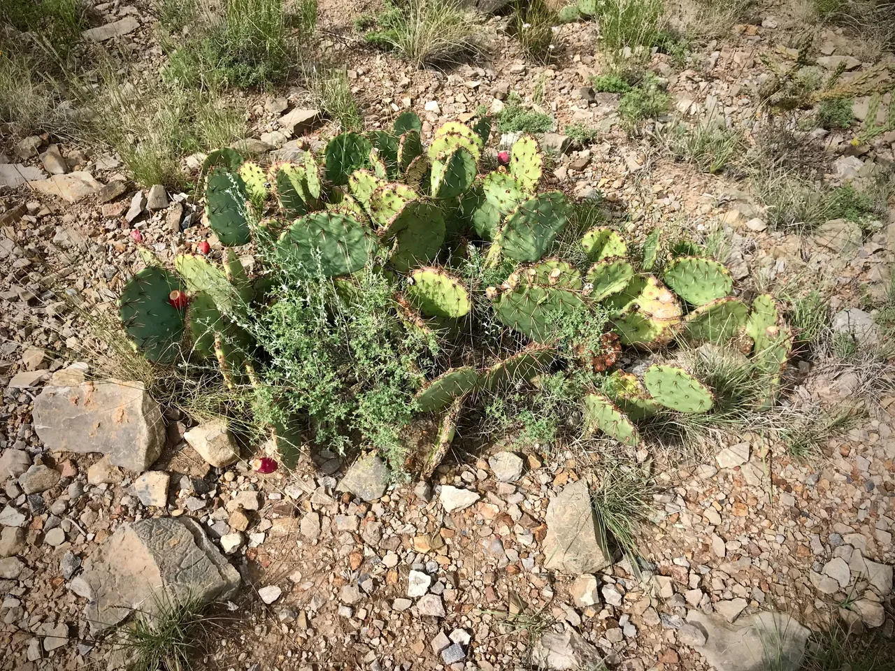 cactus.jpeg