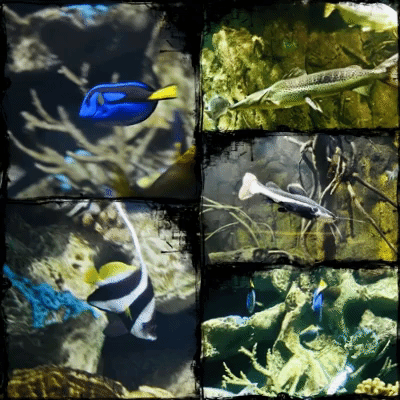 peces al gua collage.gif