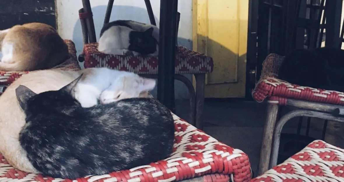 sleeping cats