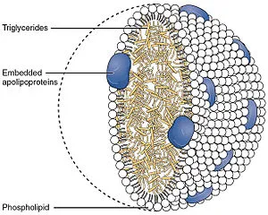 2512_Chylomicrons_Contain_Triglycerides_Cholesterol_Molecules_and_Other_Lipids.jpg