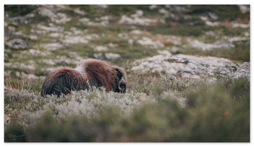 dovre 3.jpg