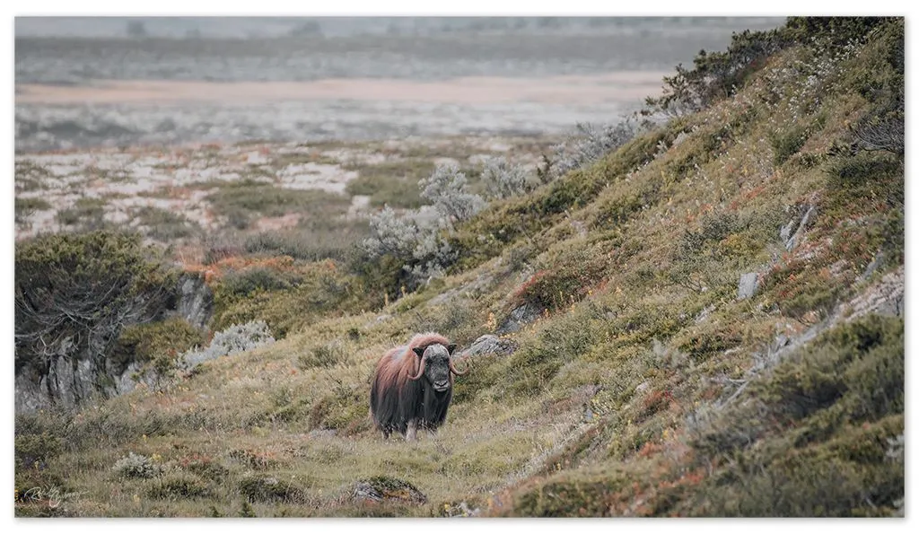 dovre 4.jpg