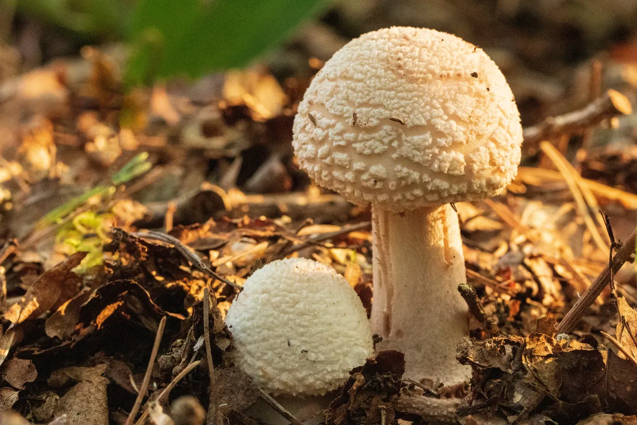 16th September 2020 _Mushroom _Linwood warren _0002.jpg