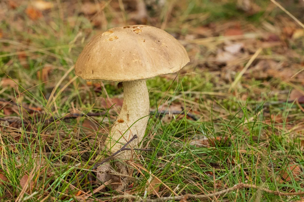 16th September 2020 _Mushroom _Linwood warren _0001.jpg