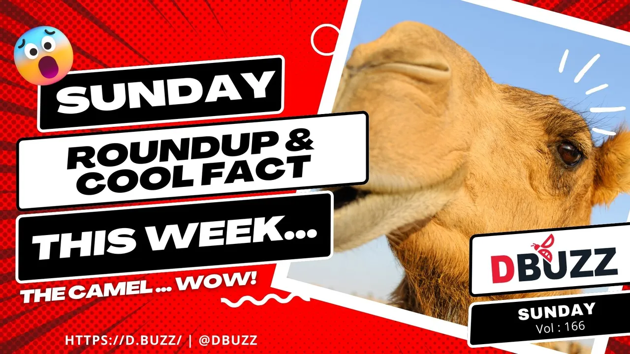 V2_Dbuzz_SundayPost.jpg