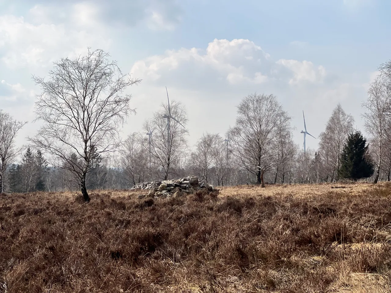 Struffelt trees.jpeg