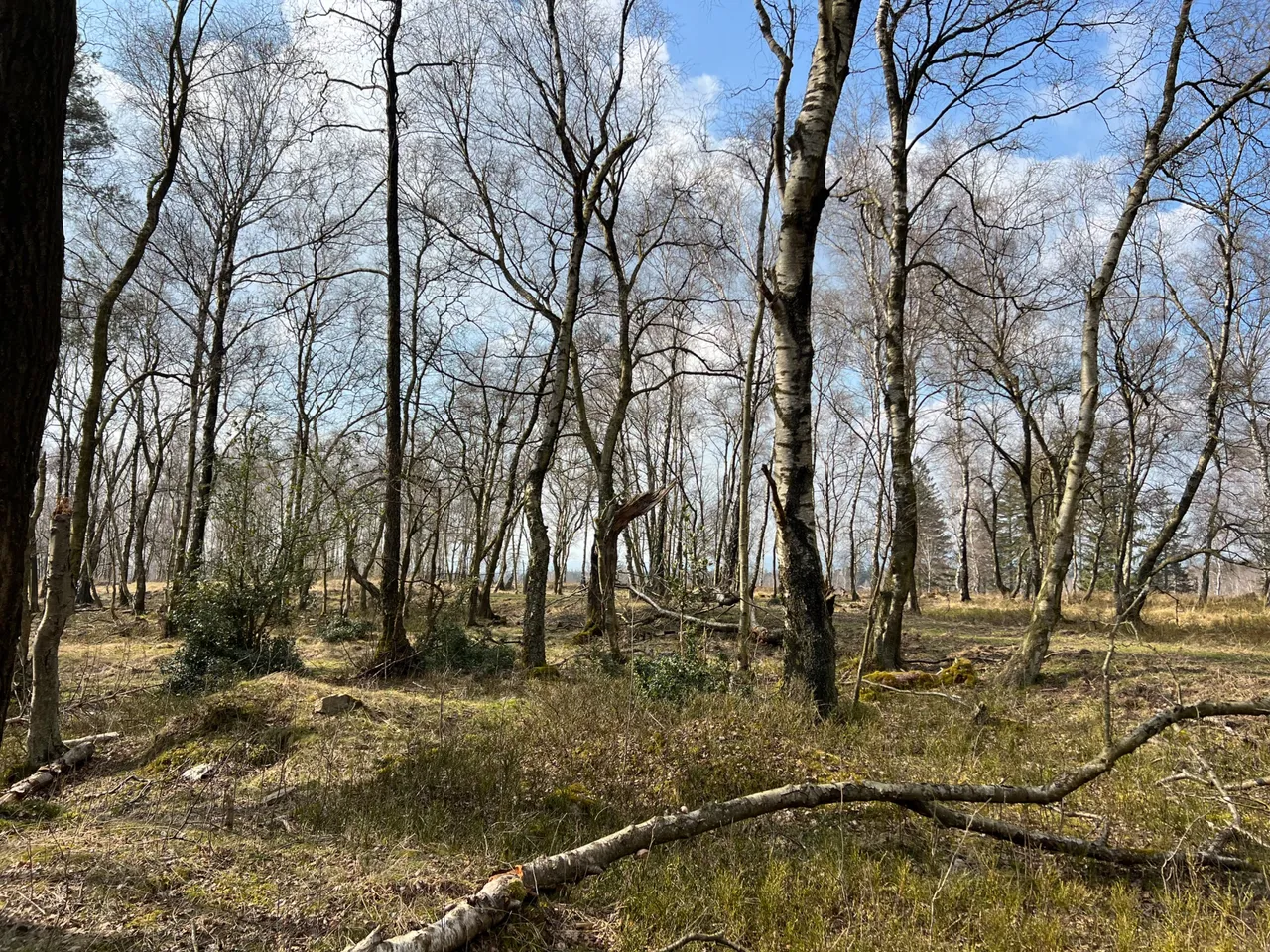Struffelt Nature.jpeg