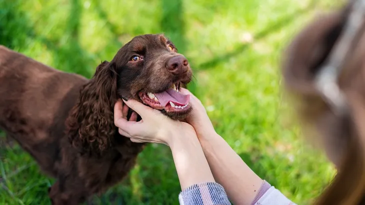 close-view-owner-petting-german-spaniel.jpg