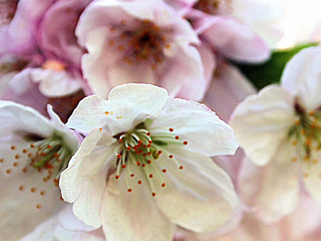 soft focus cherry treee.jpg