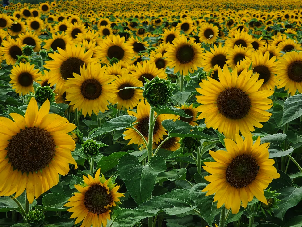 #0 IMG sunflower.png
