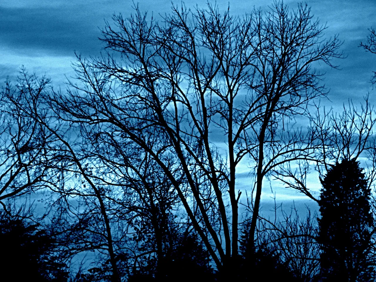 tree blue.jpg