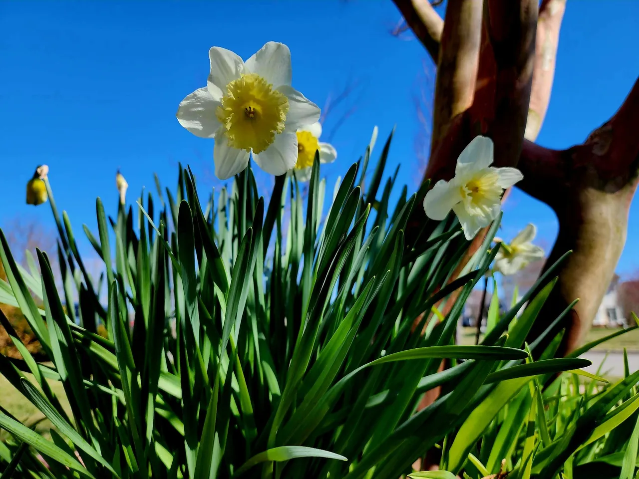 daffodil.jpg