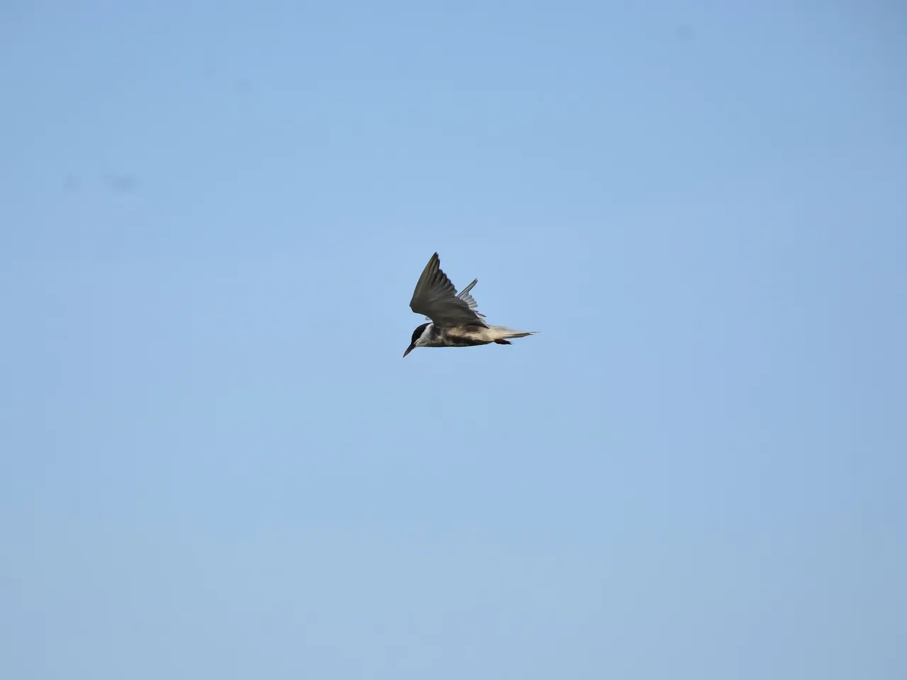 DSC_6703.jpg