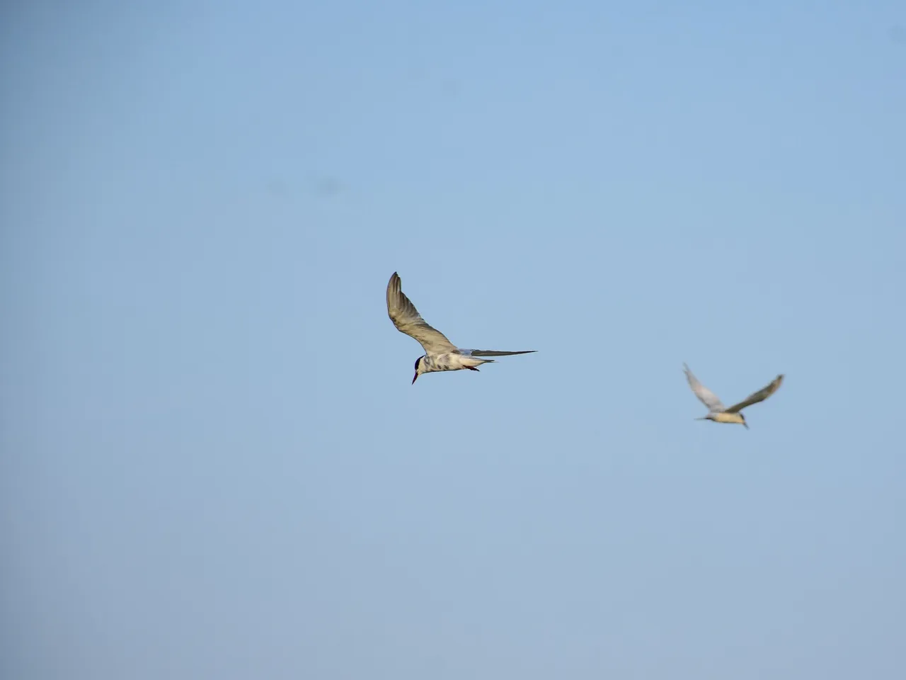 DSC_6740.jpg
