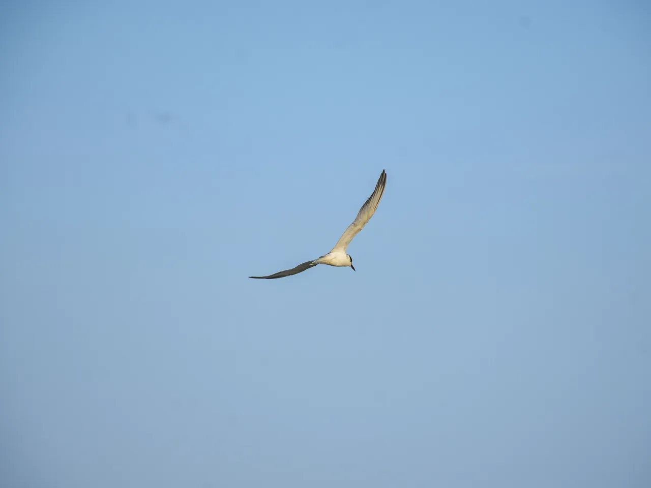 DSC_6739.jpg