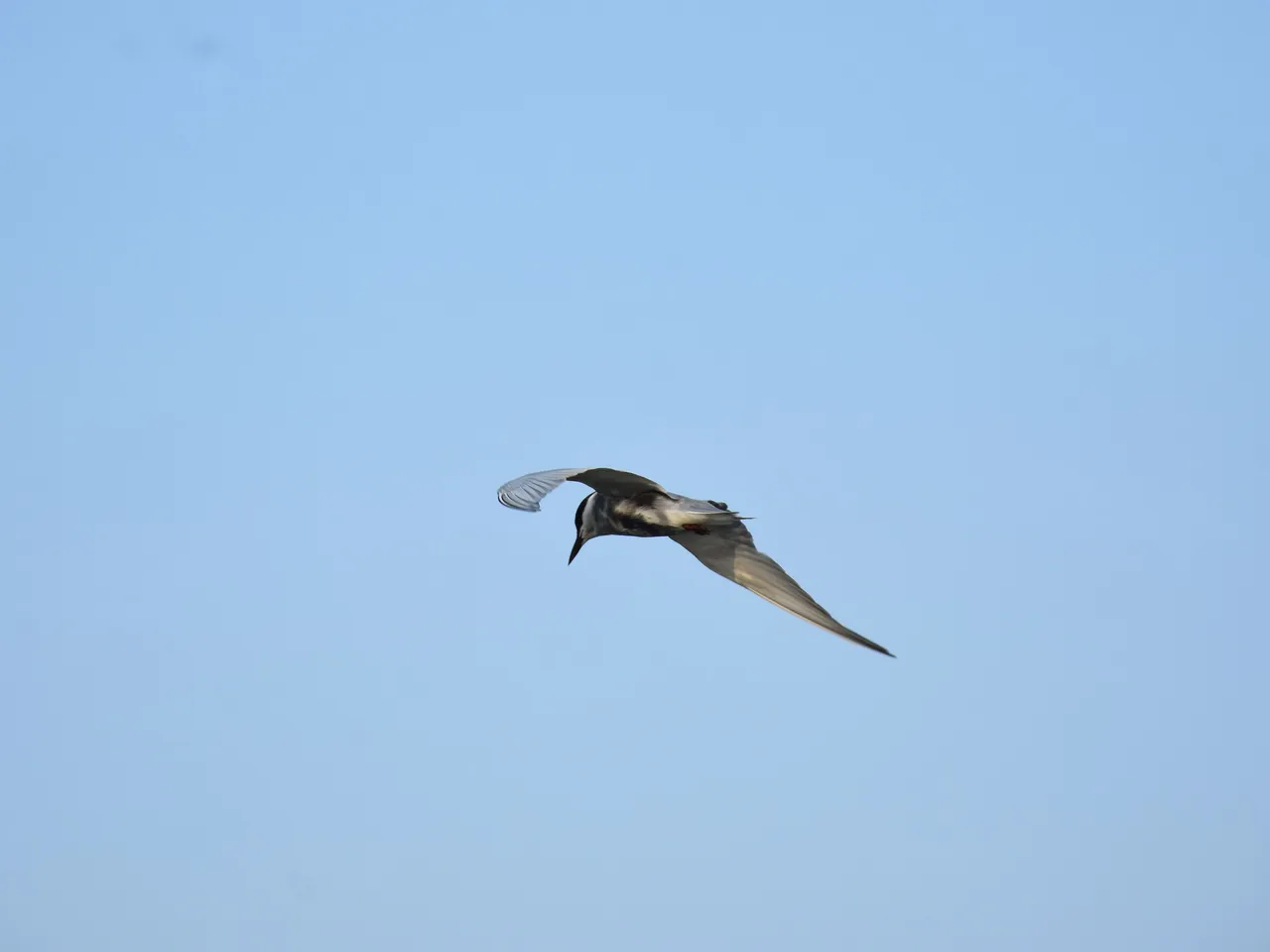 DSC_6702.jpg