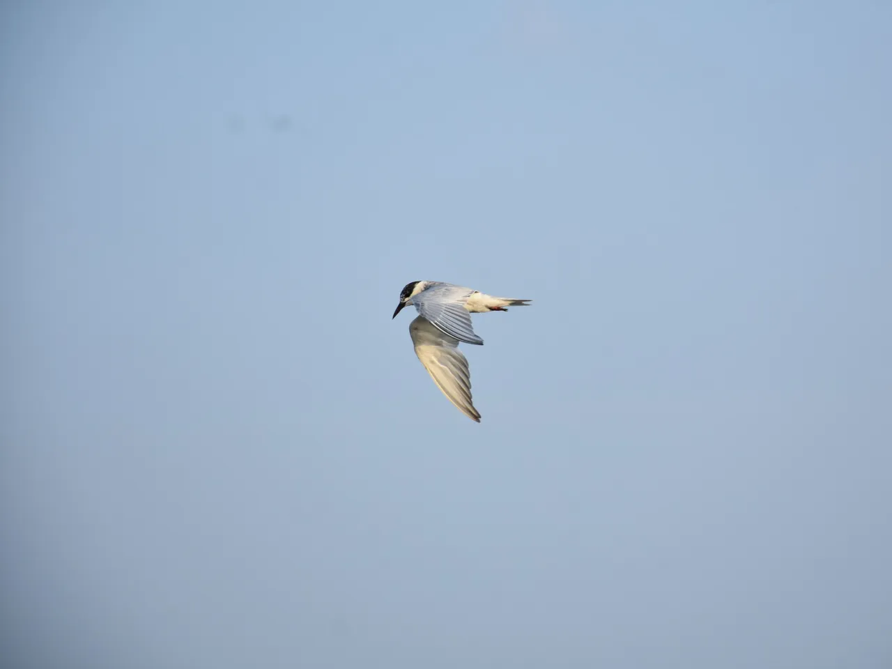 DSC_6719.jpg