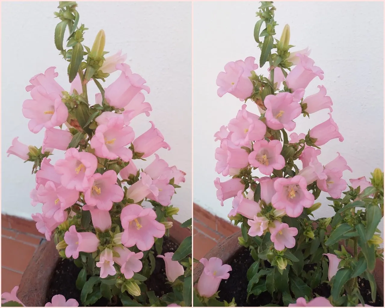campanula collage1.jpg