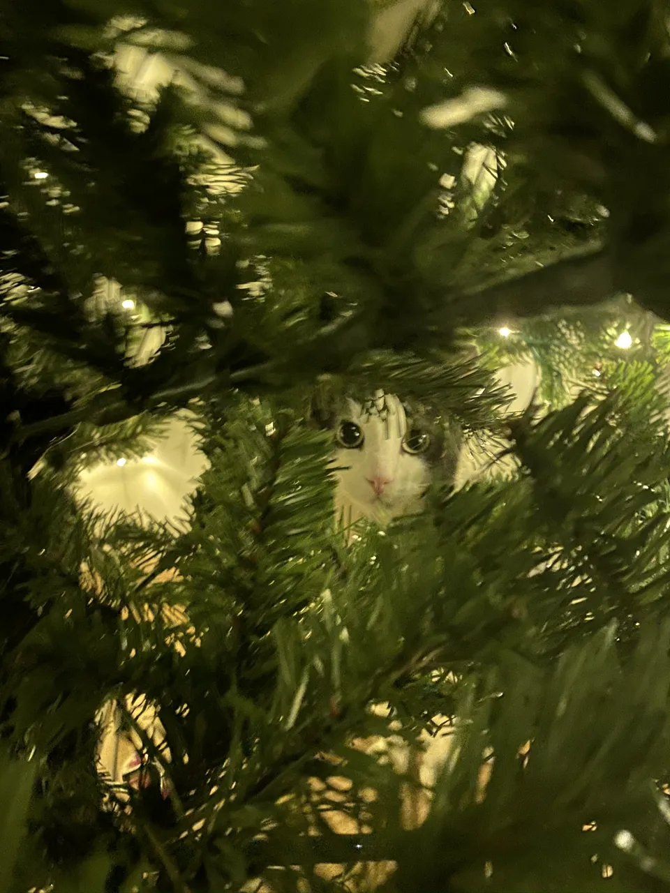 Our cat like climbing (and hiding) in our xmas tree. Photo is taken by @pusen
