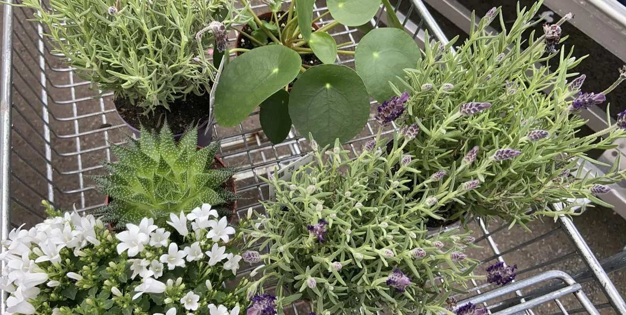 Pilea peperomiodes, lavender, cactus and a white flowerplant I don't remember the name of