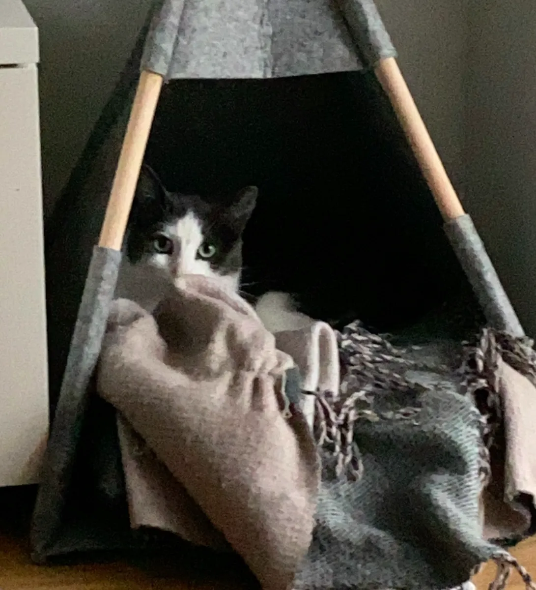 Leo hiding in his little tipi in the living room
