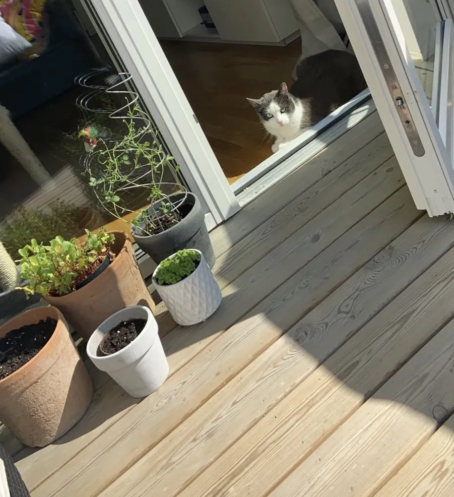 My cat, Leo, looking out for my herbs