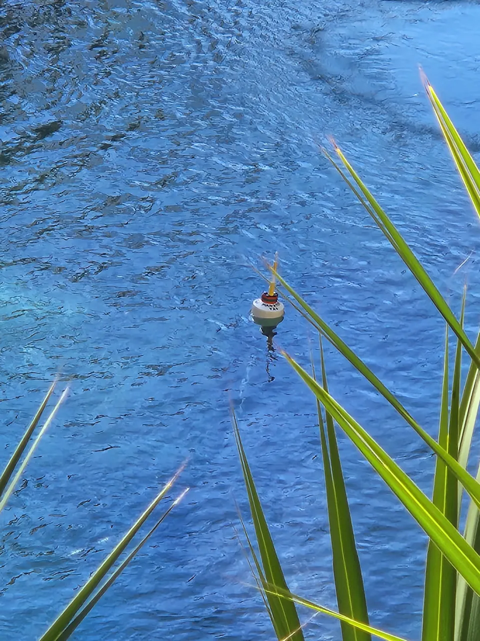 tracker on a manatee.jpg