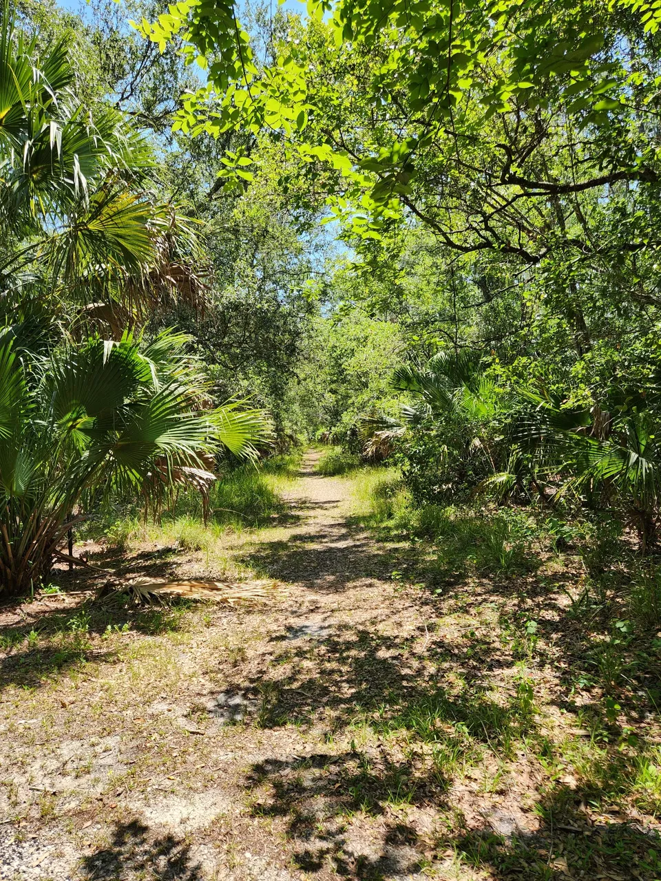 random trail going off into the forest.jpg