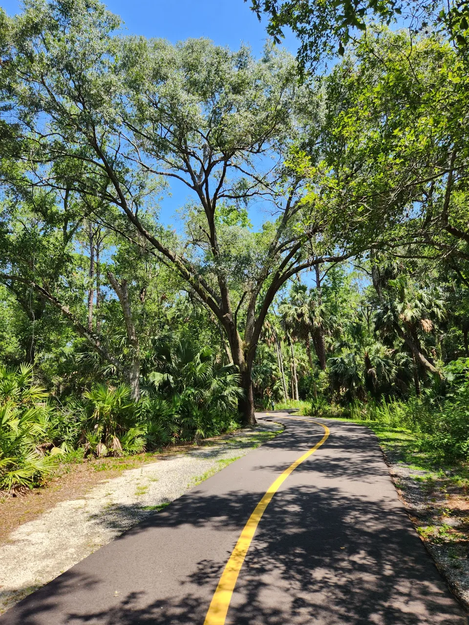 massive tree.jpg