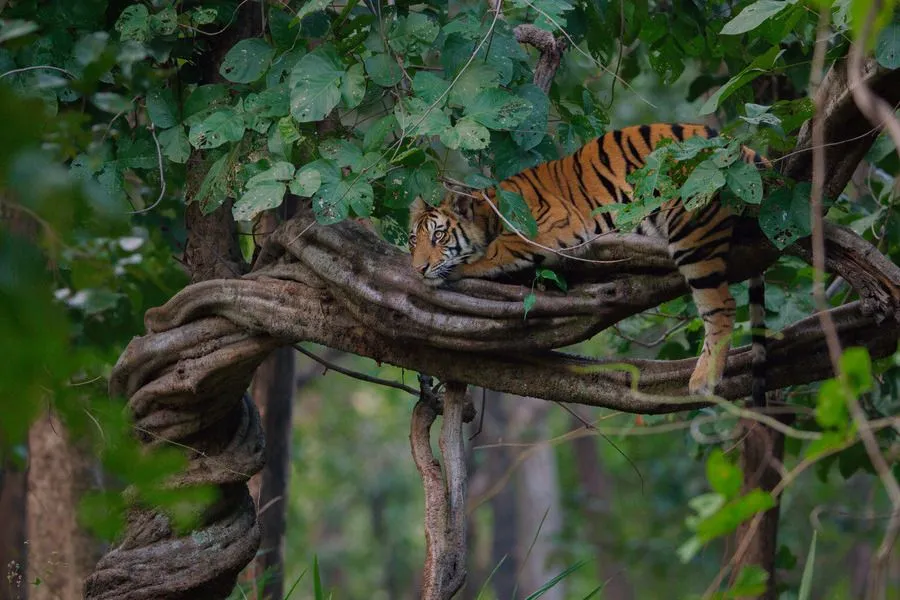 Tigres-10.jpg