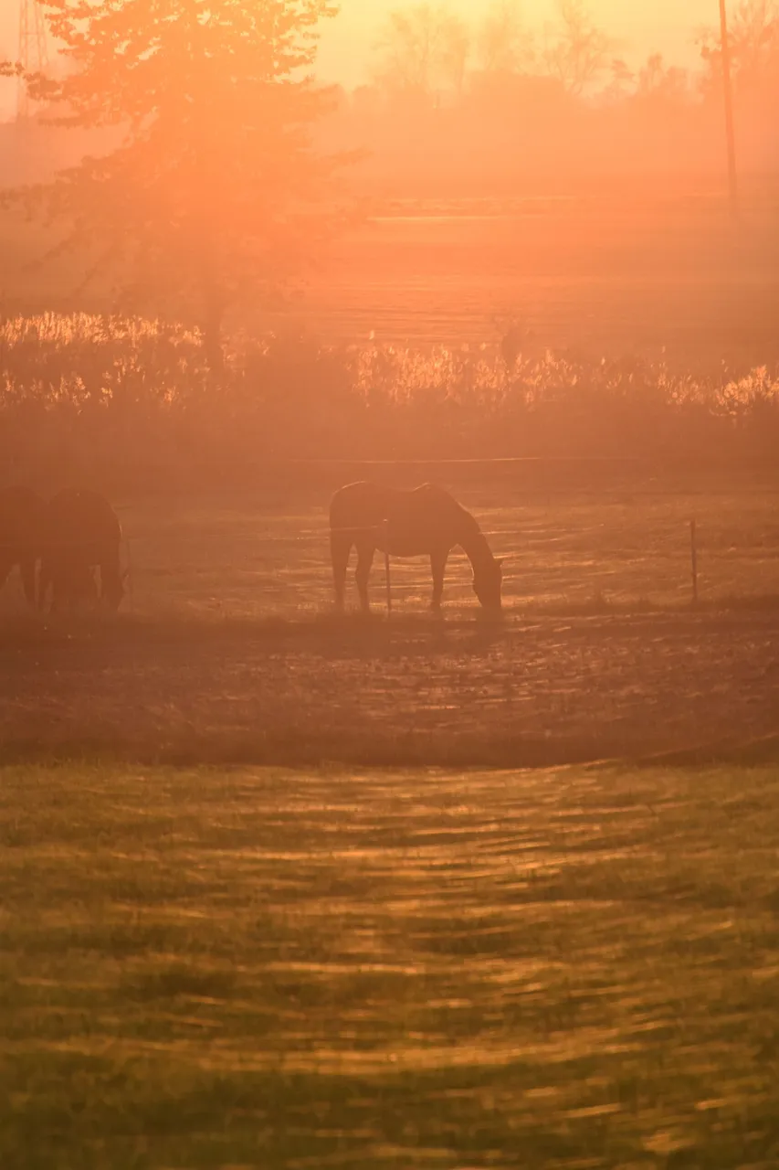 horses webs pl 9.jpg