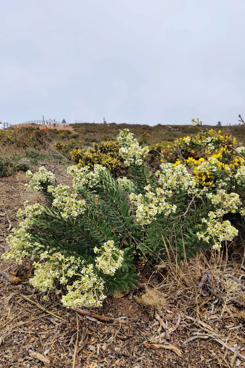 Cabo da Roca 2023 16.jpg