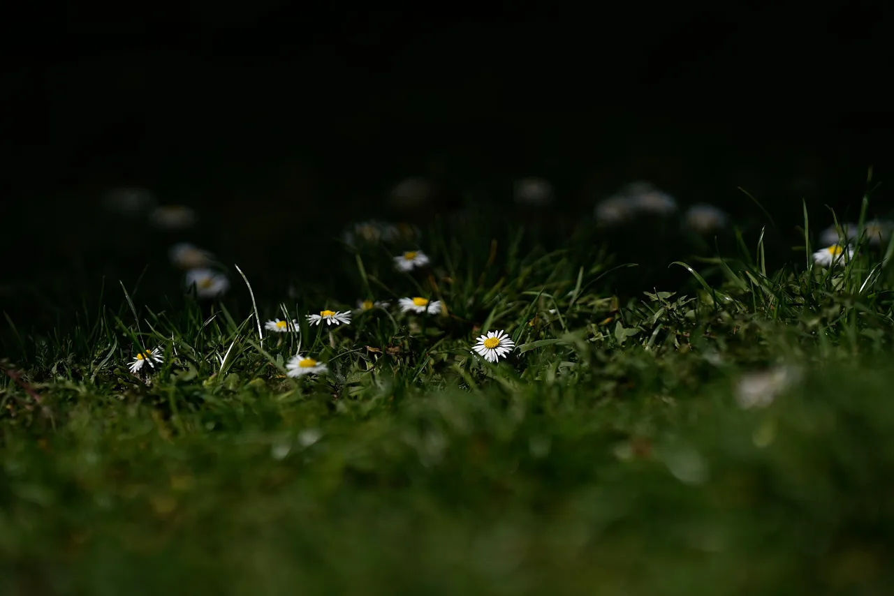 daisies samyang 2.jpg