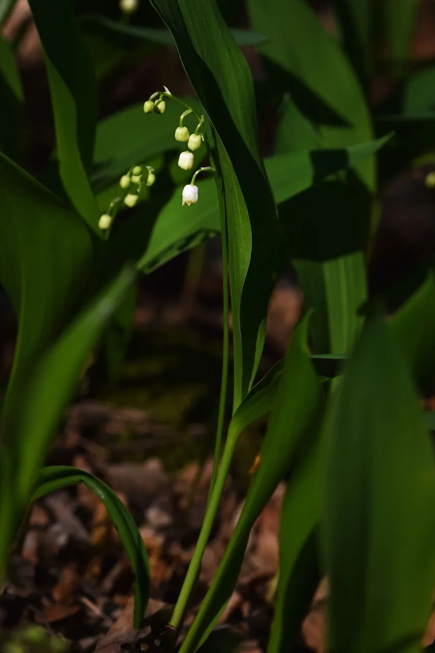 Lily of the valley 10.jpg