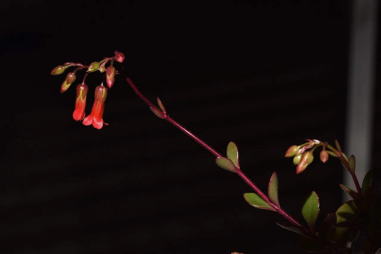 Kalanchoe manginii flowers 2022 1.jpg