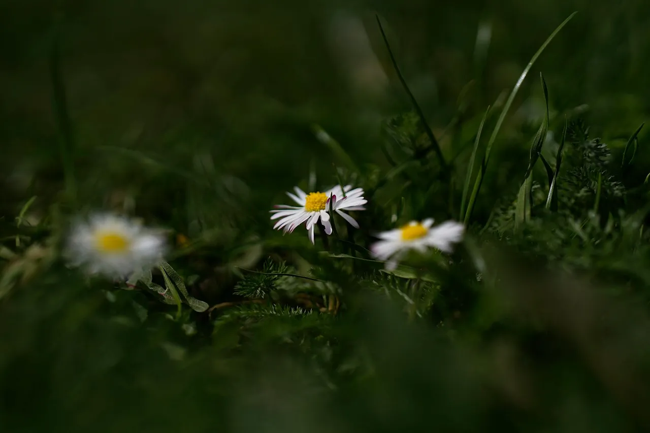 daisies samyang 3.jpg