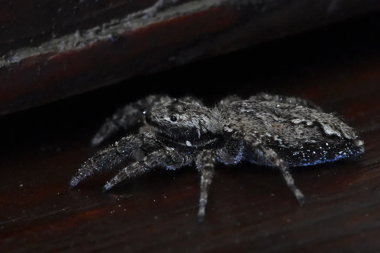 Jumping spider pl  2.jpg