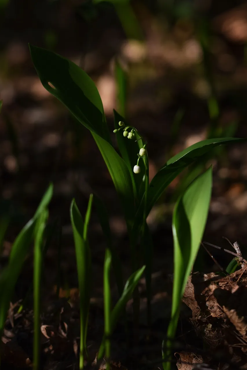 Lily of the valley 2.jpg