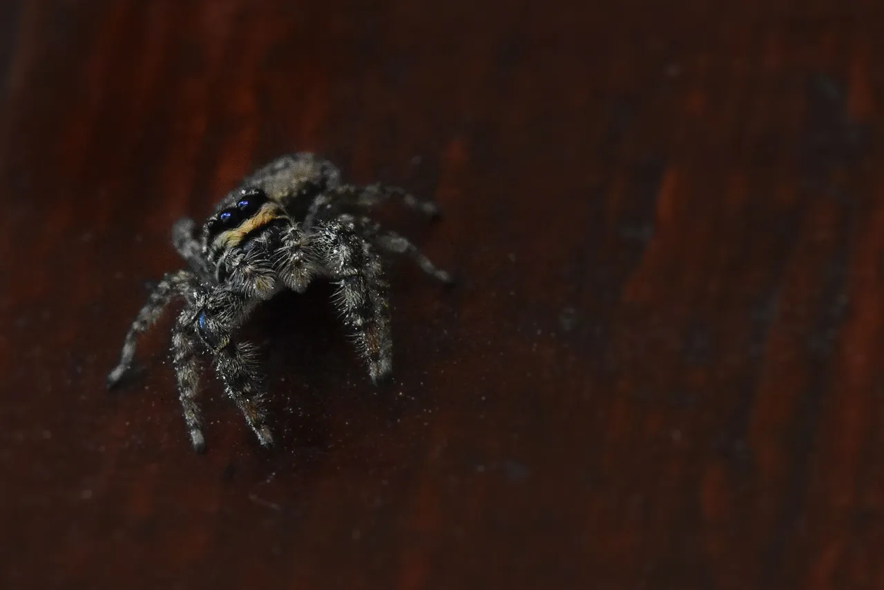 Jumping spider pl 7.jpg