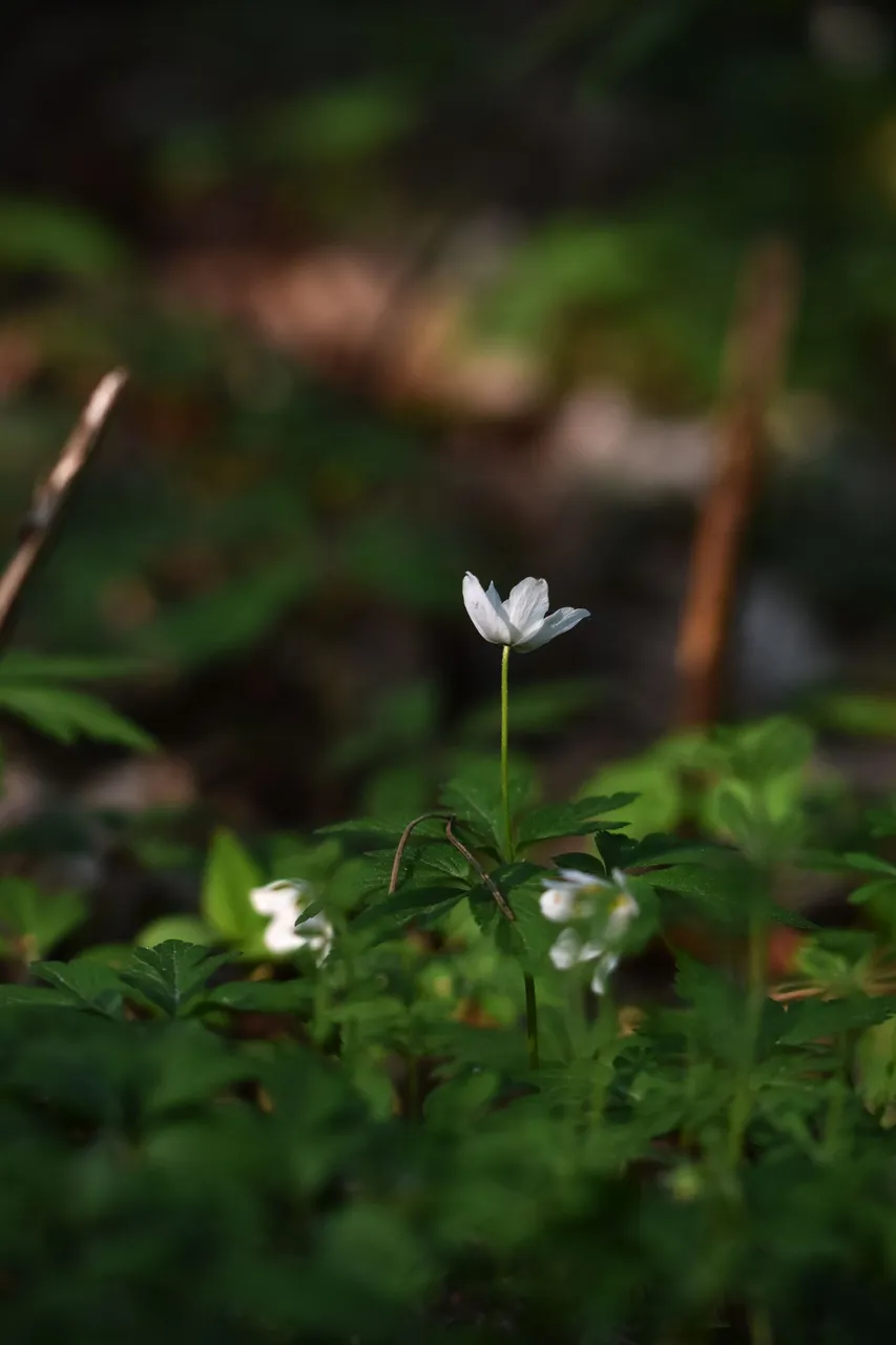 wood anemone pl 6.jpg