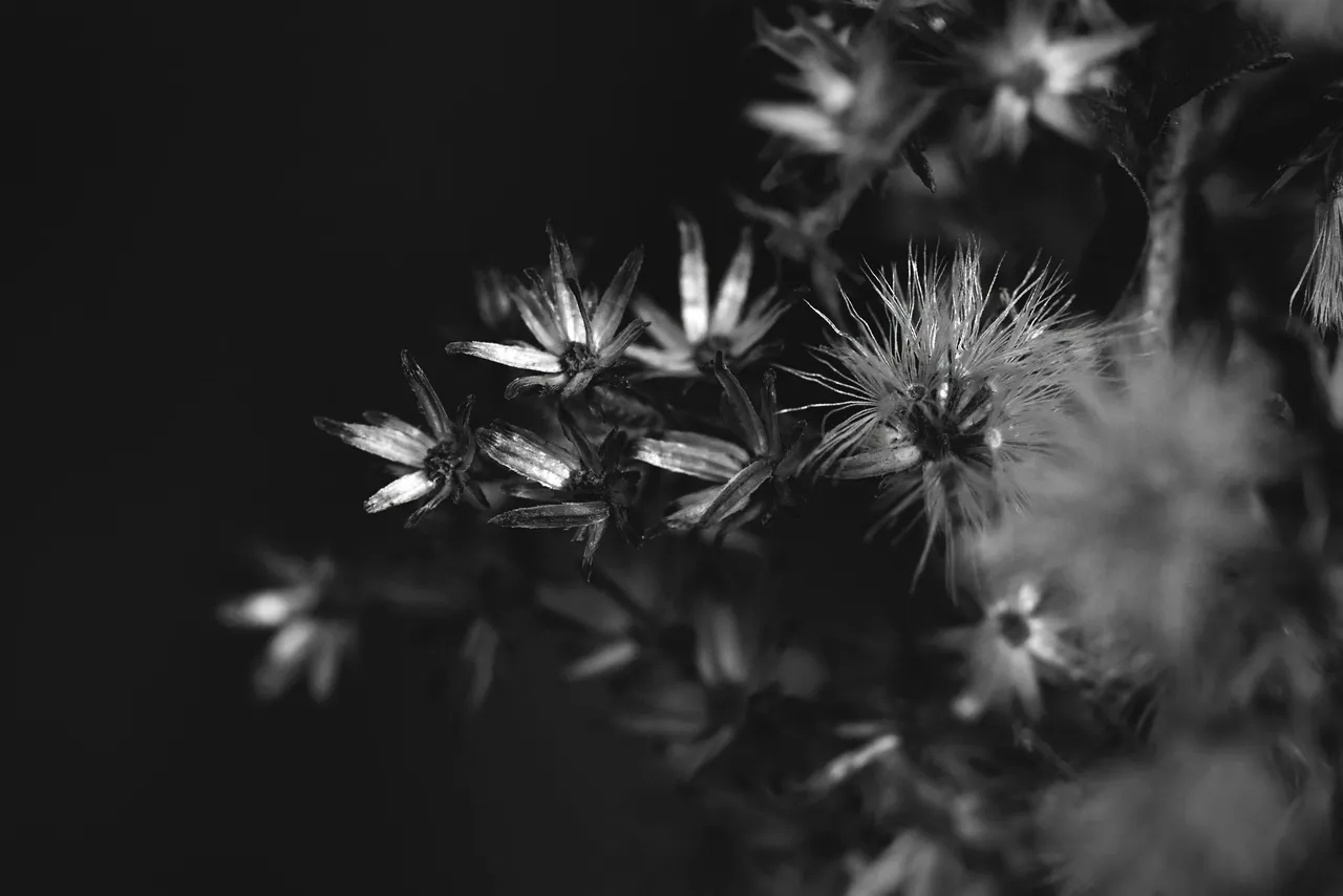 fluffy seeds garden bw 12.jpg