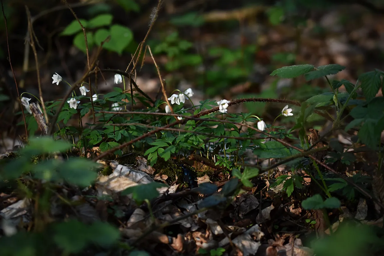 wood anemone pl 1.jpg